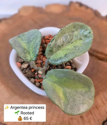 Hoya argentea Princess Inklusive Selbstbewässerungstopf