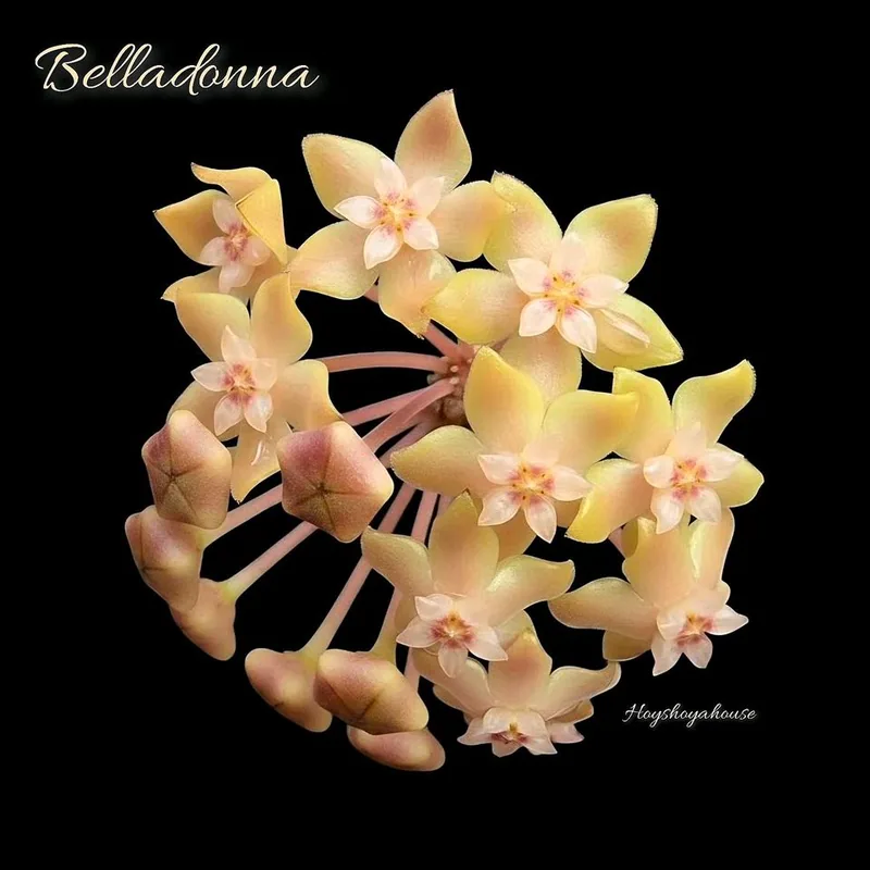 Hoya belladonna – Mutterpflanze