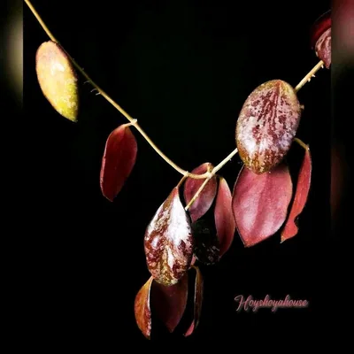 Hoya biakensis (ALS2)