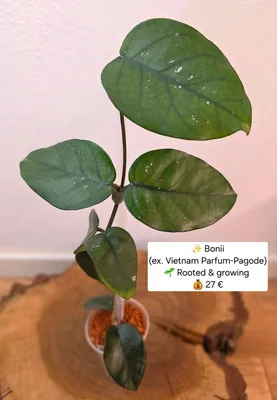 Hoya bonii (sp. Vietnam Parfum Pagode)