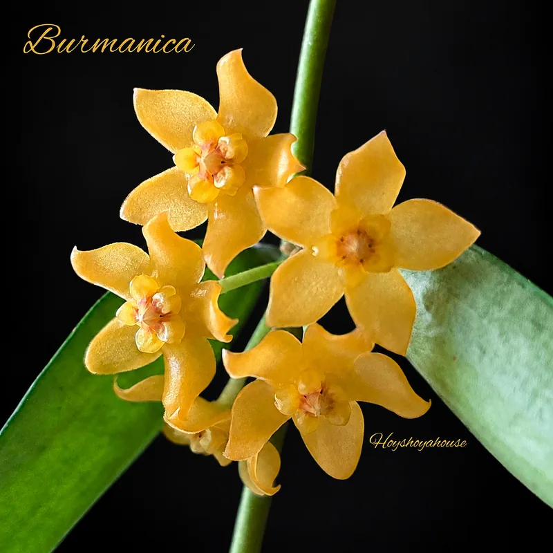 Hoya burmanica – Blüte