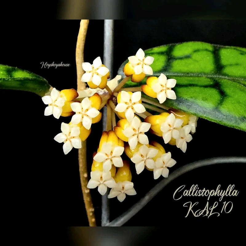 Hoya callistophylla KAL 10 (Ähnlich 'Black Cat') – Mutterpflanze