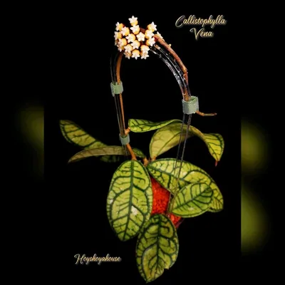 Hoya callistophylla Vena