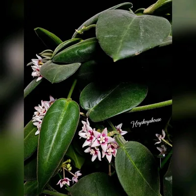 Hoya Calycina Stargazer