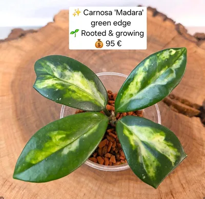 Hoya carnosa 'Madara' Green Edge