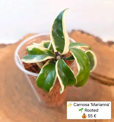 Hoya carnosa 'Marianna'