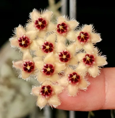 Hoya Caudata Gold