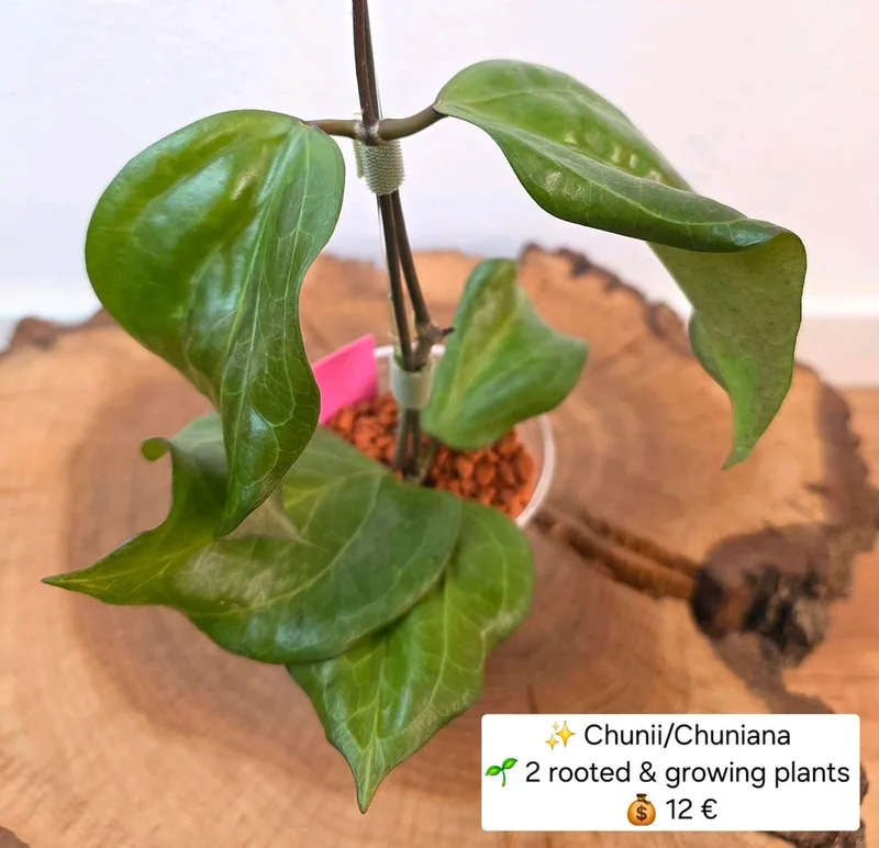 Hoya chunii / Chuniana – Mutterpflanze