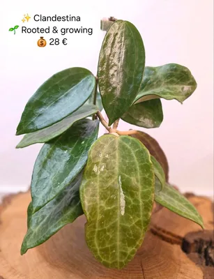 Hoya clandestina