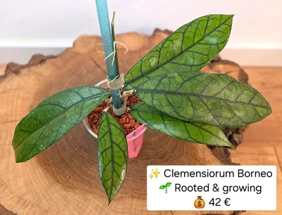 Hoya clemensiorum Borneo
