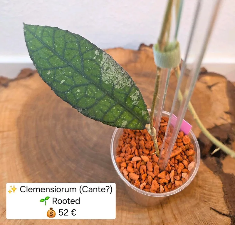 Hoya clemensiorum (Cante ? Splash) – Mutterpflanze