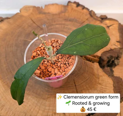 Hoya clemensiorum Green Form