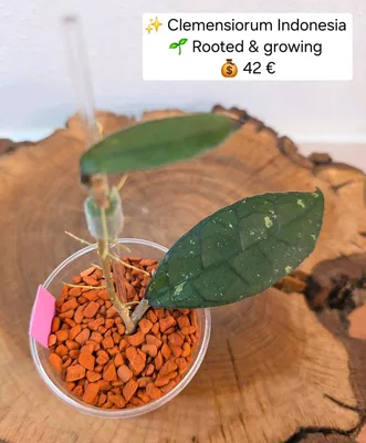 Hoya clemensiorum Indonesia