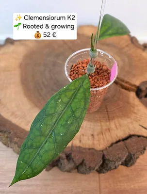 Hoya clemensiorum K2