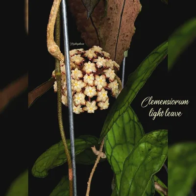 Hoya clemensiorum Light Leave