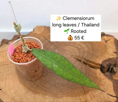 Hoya clemensiorum Long Leaves Oder Thailand?