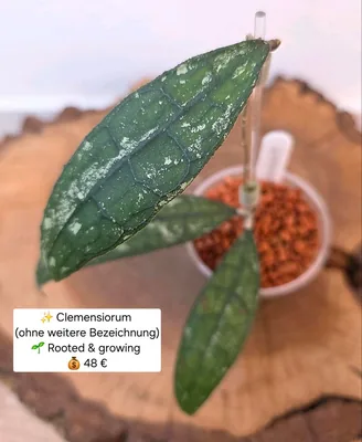 Hoya clemensiorum (Splash)