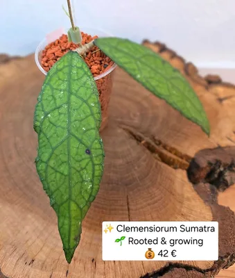 Hoya clemensiorum Sumatra
