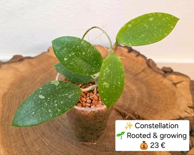 Hoya 'Constellation'