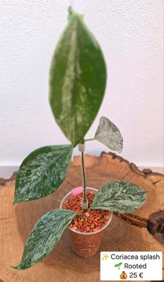 Hoya coriacea Silver / Splash