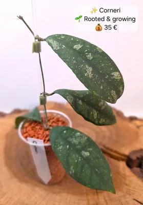 Hoya corneri Splash