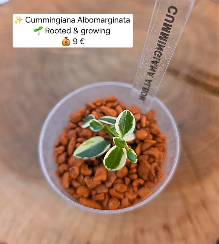 Hoya cummingiana Albomarginata – Mutterpflanze