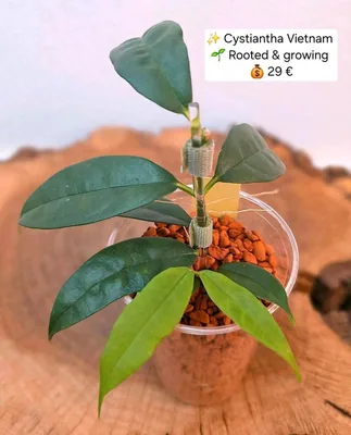 Hoya cystiantha Vietnam