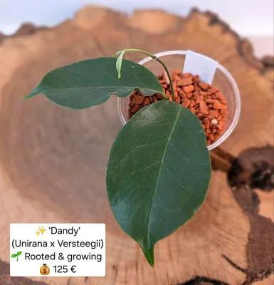 Hoya 'Dandy' (Unirana x Versteegii)