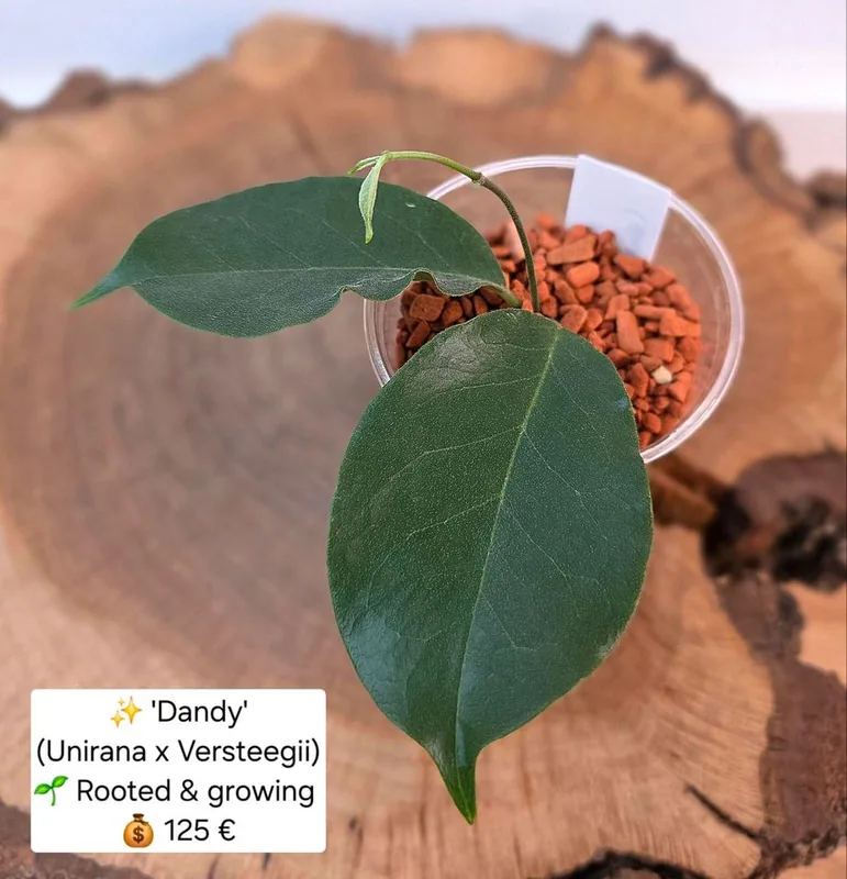 Hoya 'Dandy' (Unirana x Versteegii) – Mutterpflanze