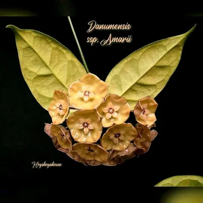 Hoya danumensis ssp. Amarii