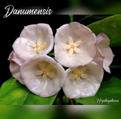 Hoya danumensis