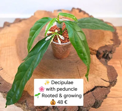 Hoya decipulae