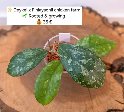 Hoya deykeae / Deykei x Chicken Farm