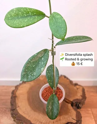 Hoya diversifolia Splash