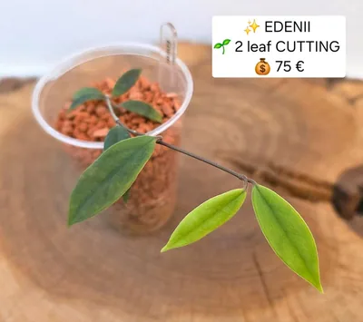 Hoya edenii / Edeni