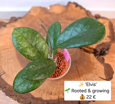 Hoya 'Elvis' Letztes