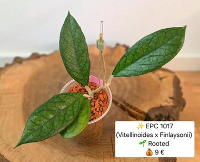 Hoya EPC 1017 (Vitellinoides x Finlaysonii)