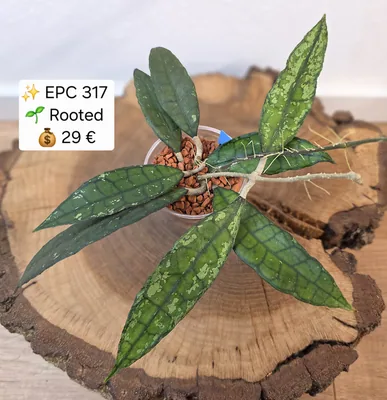 Hoya EPC 317