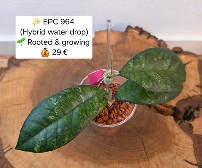 Hoya EPC 964 (Hybrid Water Drop)