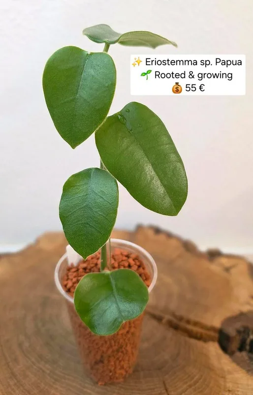 Hoya eriostemma sp. Papua – Mutterpflanze
