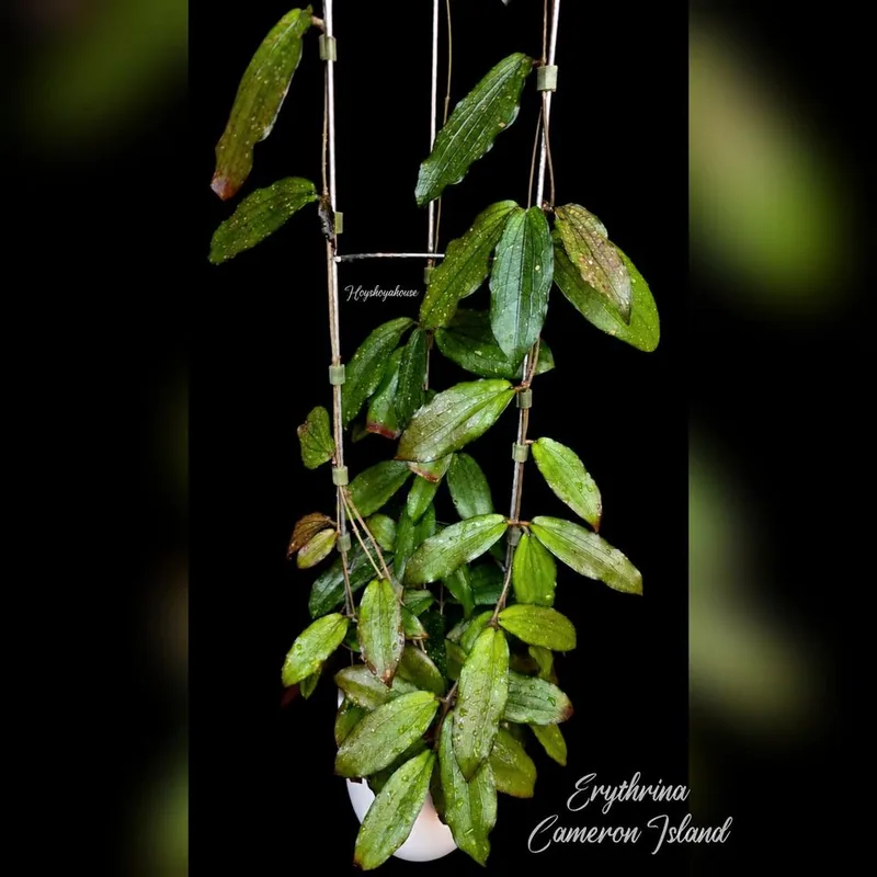 Hoya erythrina Cameron Island , Pink Splash – Mutterpflanze