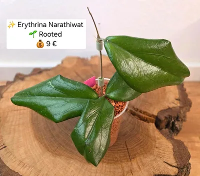 Hoya erythrina Narathiwat