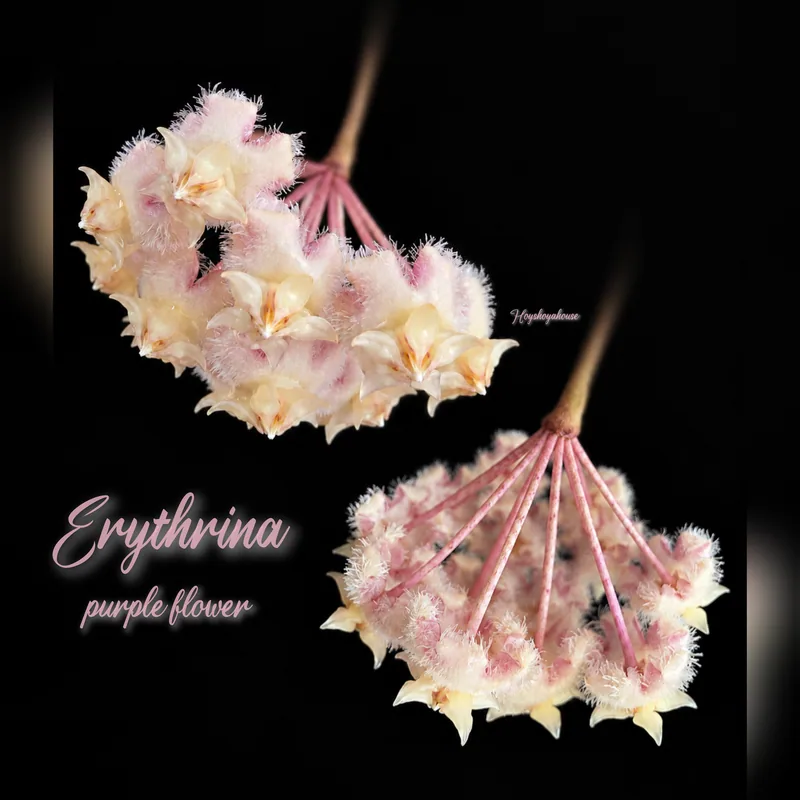 Hoya erythrina Purple – Blüte