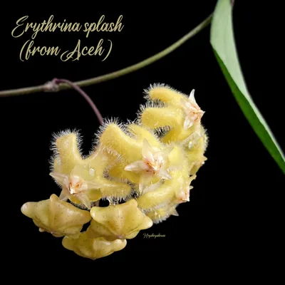 Hoya Erythrina Splash (Aceh)