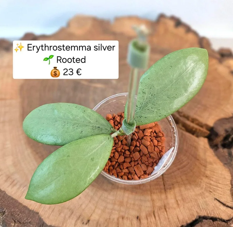 Hoya erythrostemma Silver – Mutterpflanze