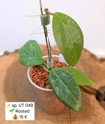 Hoya erythrostemma UT 049