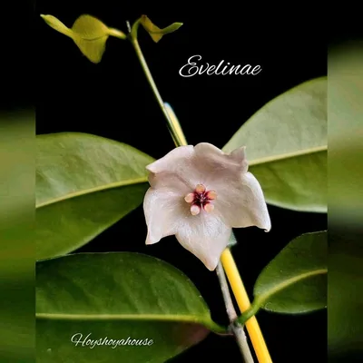 Hoya evelinae