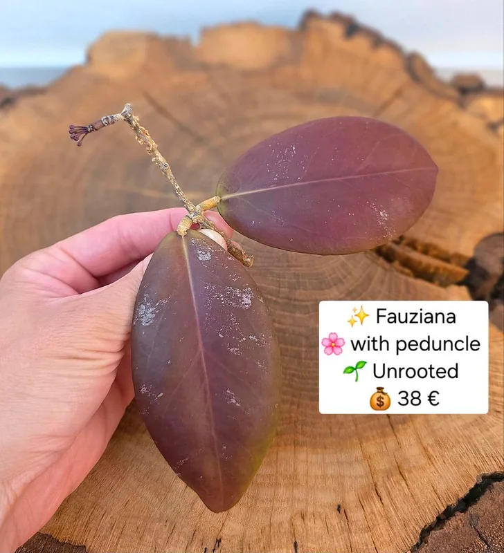Hoya fauziana Mit Pedunkel – Mutterpflanze