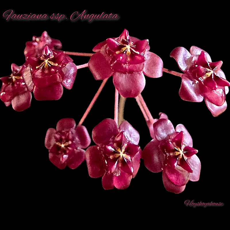 Hoya fauziana ssp. Angulata – Blüte