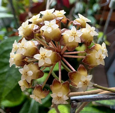 Hoya finlaysonii 'Angel'